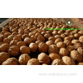 Top grade Chinese Walnut Kernels